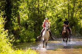 chevaux