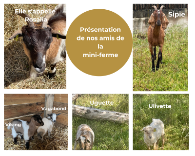 les animaux de la mini ferme