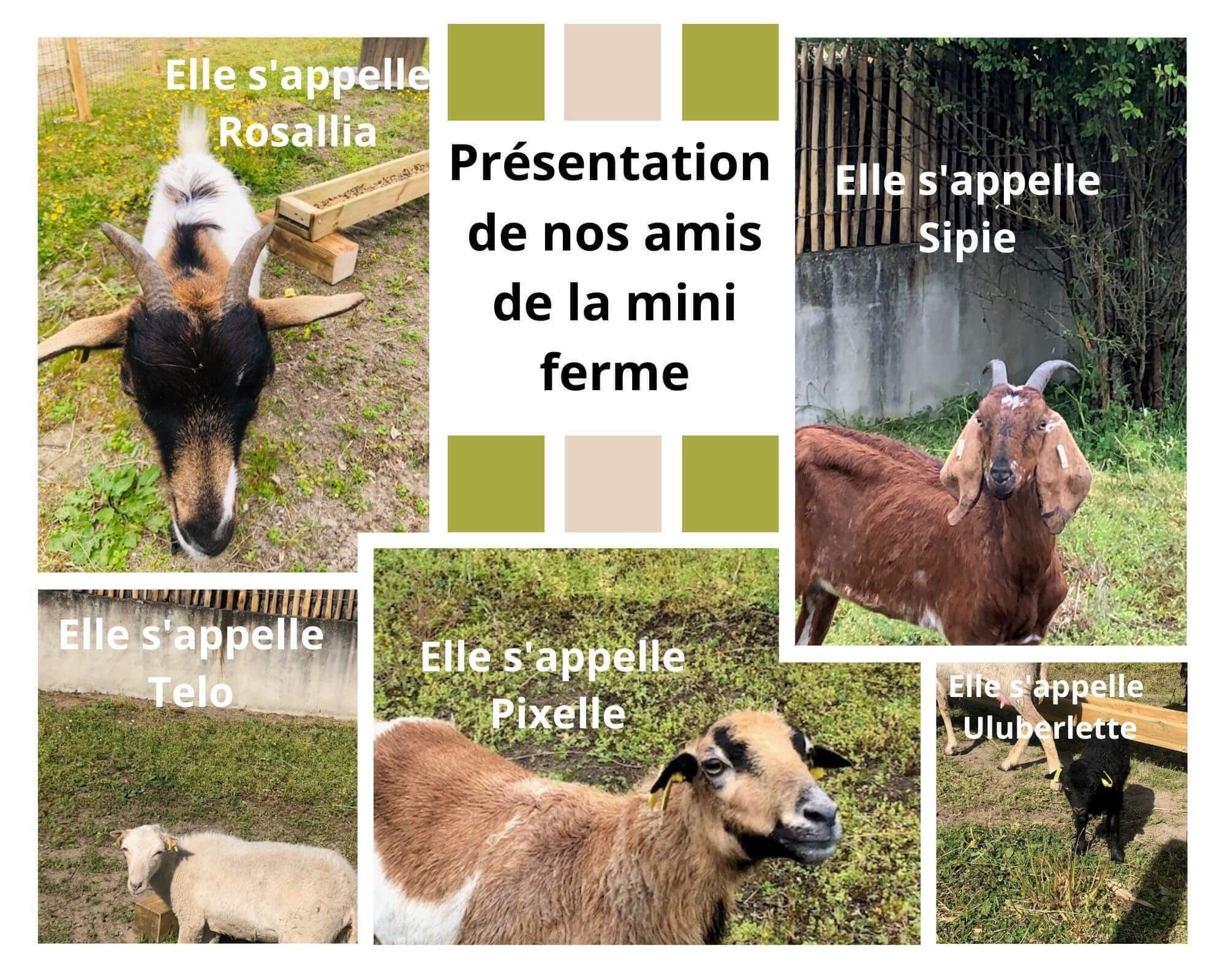 nos animaux de la mini ferme de la Conge