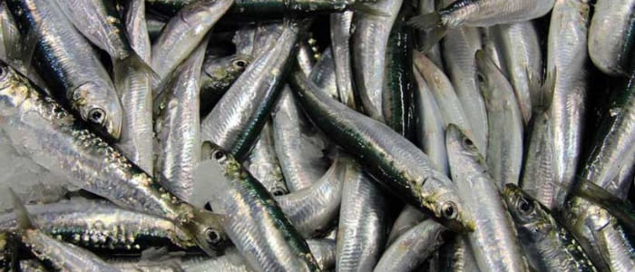 sardines-croix-de-vie