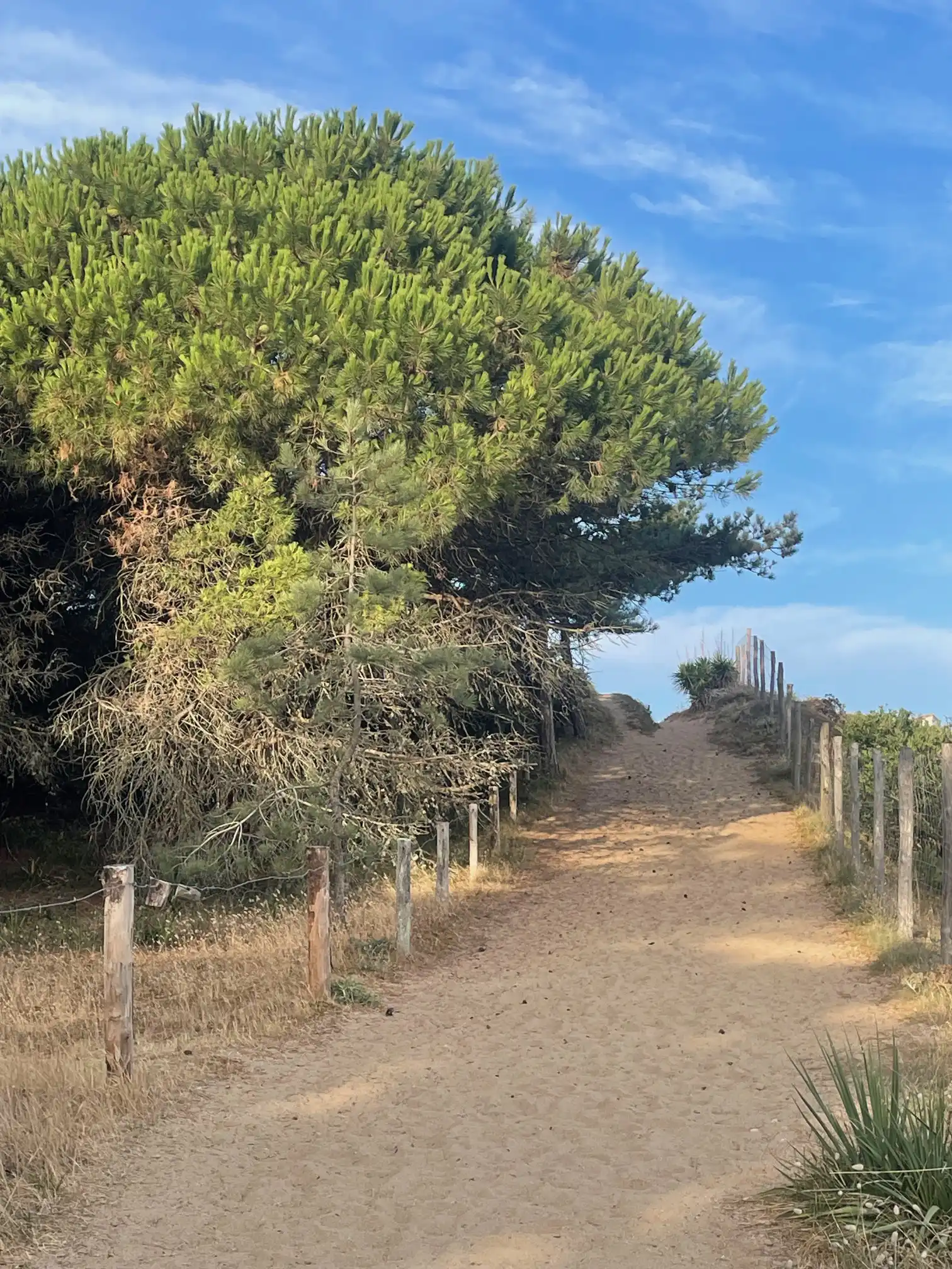 Plage et forêt
