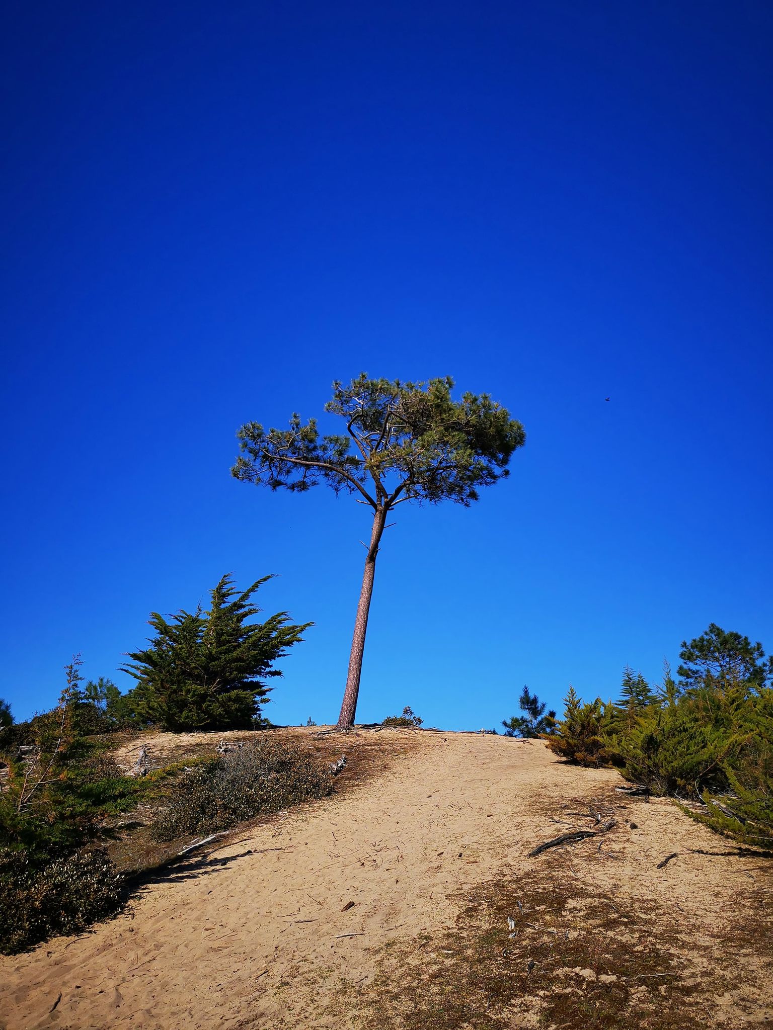 camping dans la vendée pinede et dune